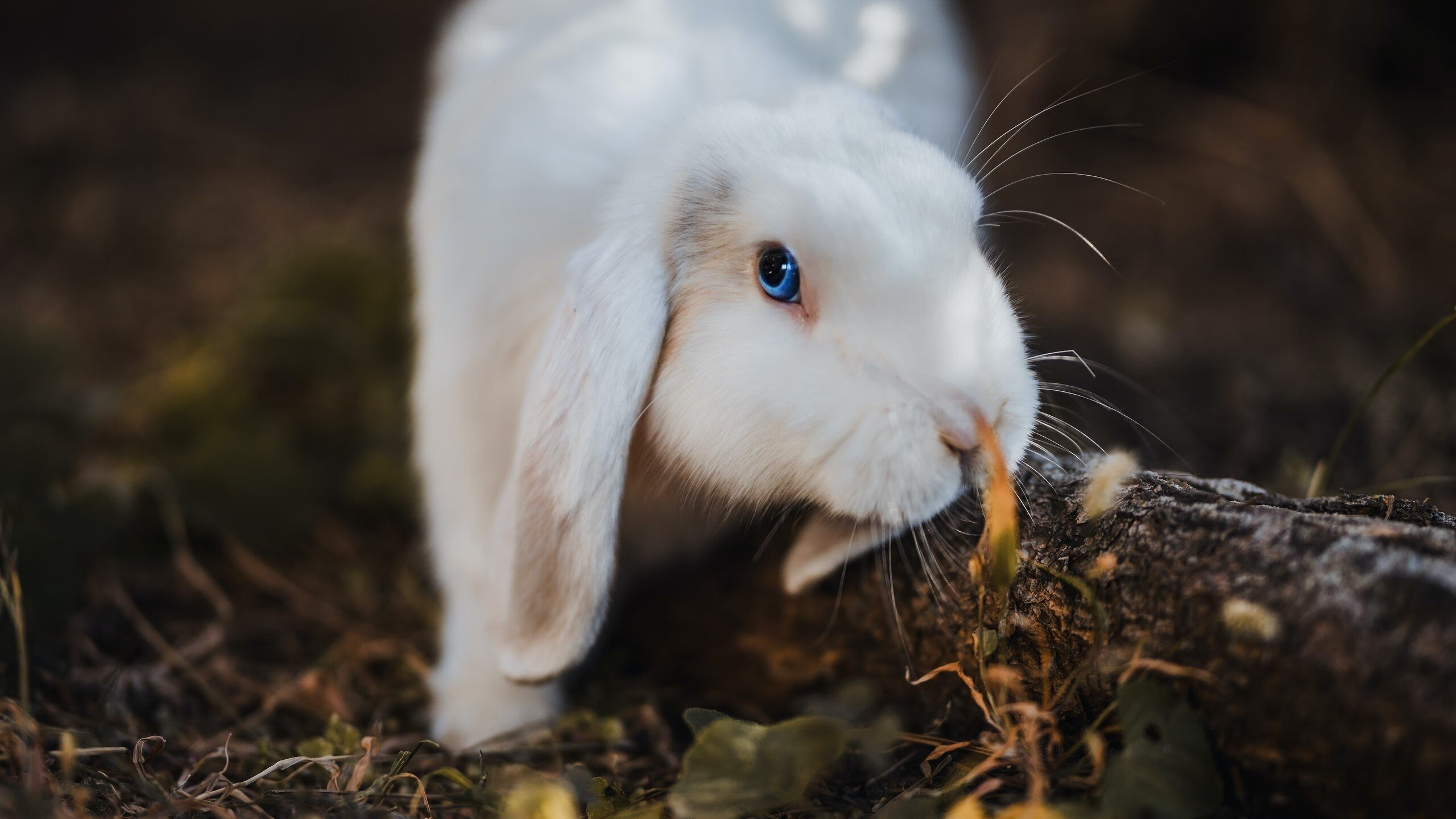 金字塔尖的表演赛，福登助攻埃及球队稳稳拿下尤文图斯
