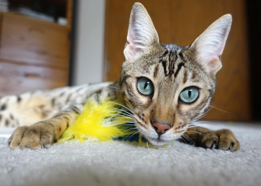 格纳布里爆发,当一粒德式子弹击穿委内瑞拉式的巨人