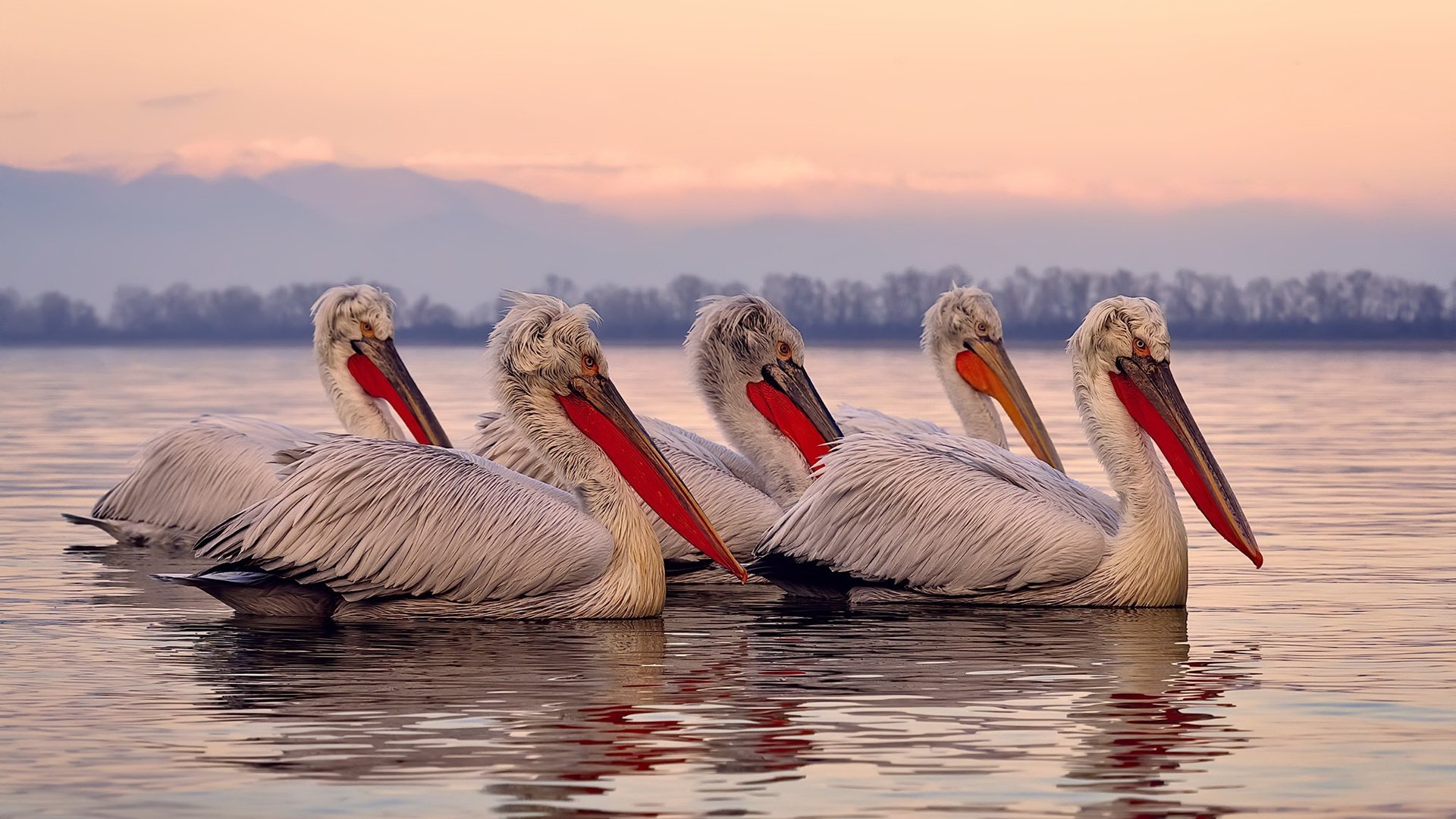 砖墙与暴风之王,当浙江队的铁律遇见米切尔的孤勇