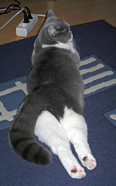 时代交汇,布伦森的冠军级演绎与热火翻盘浙江队的逆转哲学