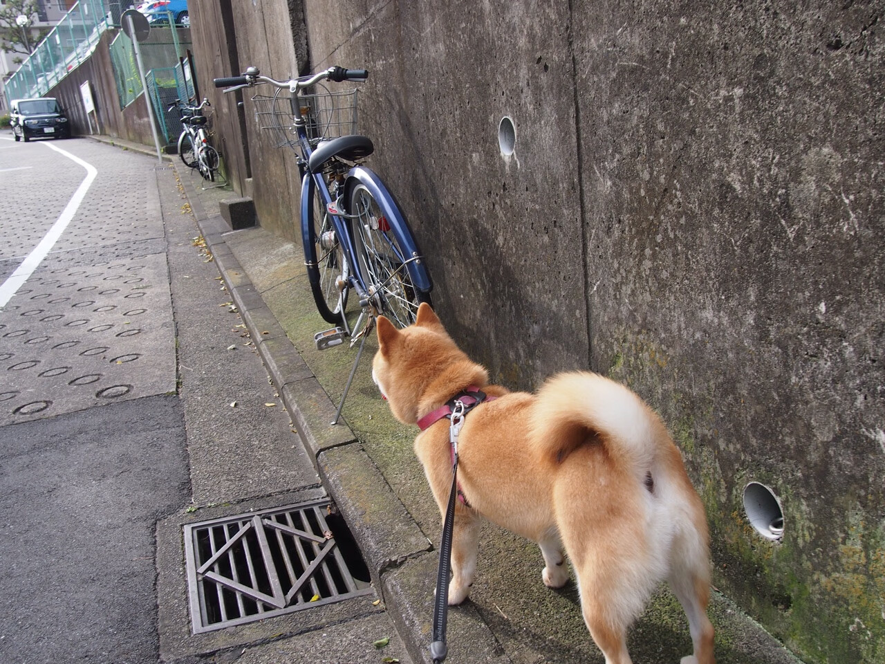勇士强压凯尔特人显霸权，拉文西决生死战一骑绝尘