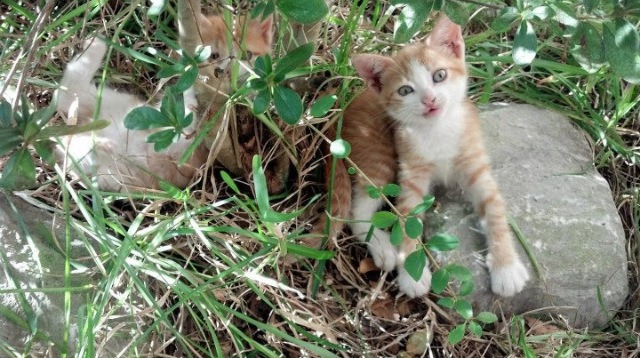 东契奇41分统治加时，爵士关键15-0一击制胜，雷霆双少62分空砍