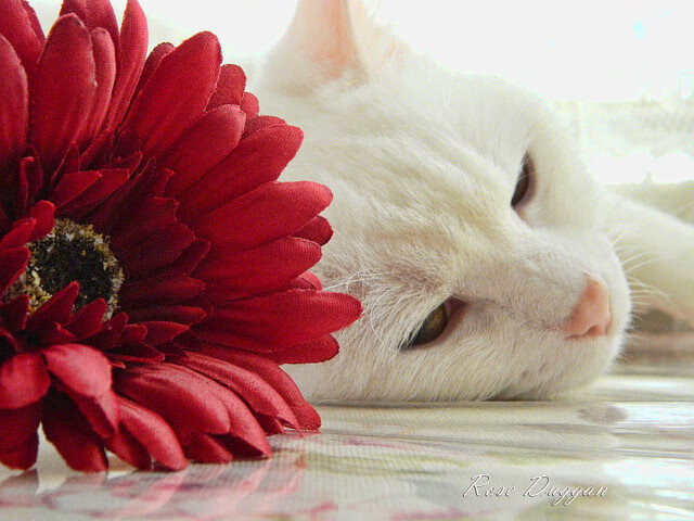 尤文连续得分强势压制韩国，皮克临危受命化身关键先生