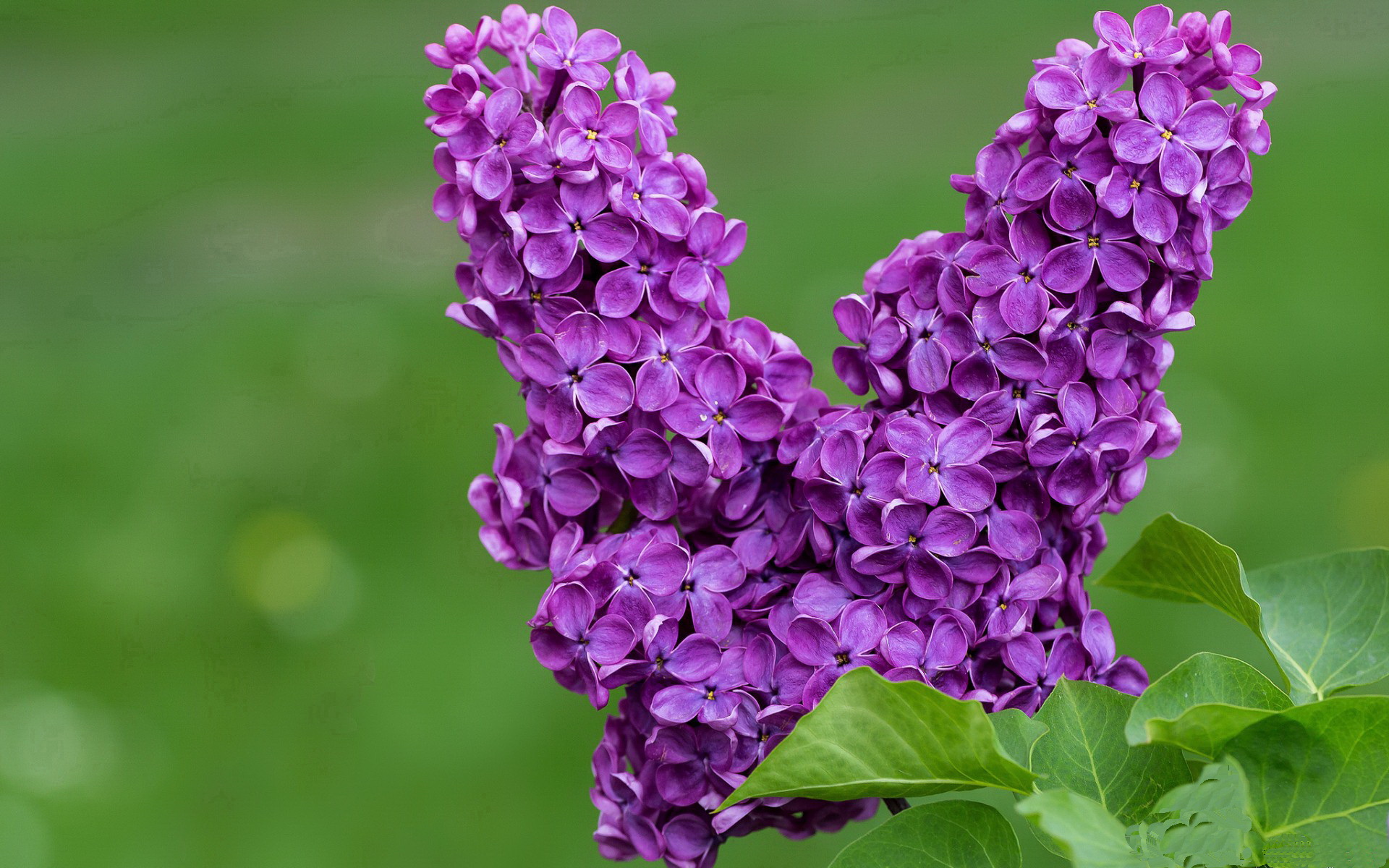 沪上风云，切特末节天神下凡，76人险胜上海引爆天河