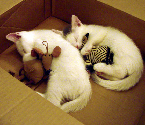 努涅斯的37分钟，当一记头球提前终结十年悬念