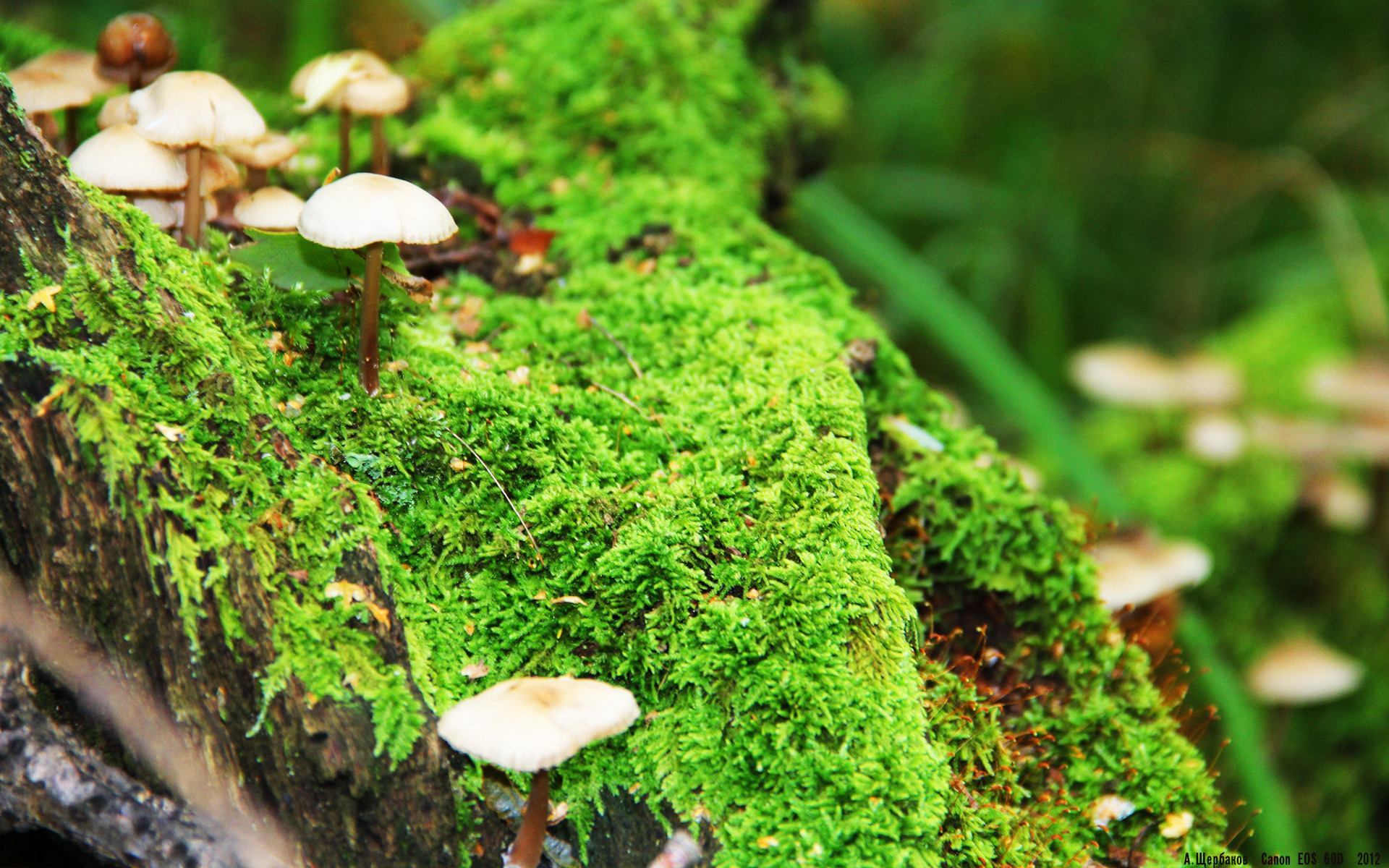 冰与火的对决,武切维奇如何在西决生死夜以静默主宰喧嚣