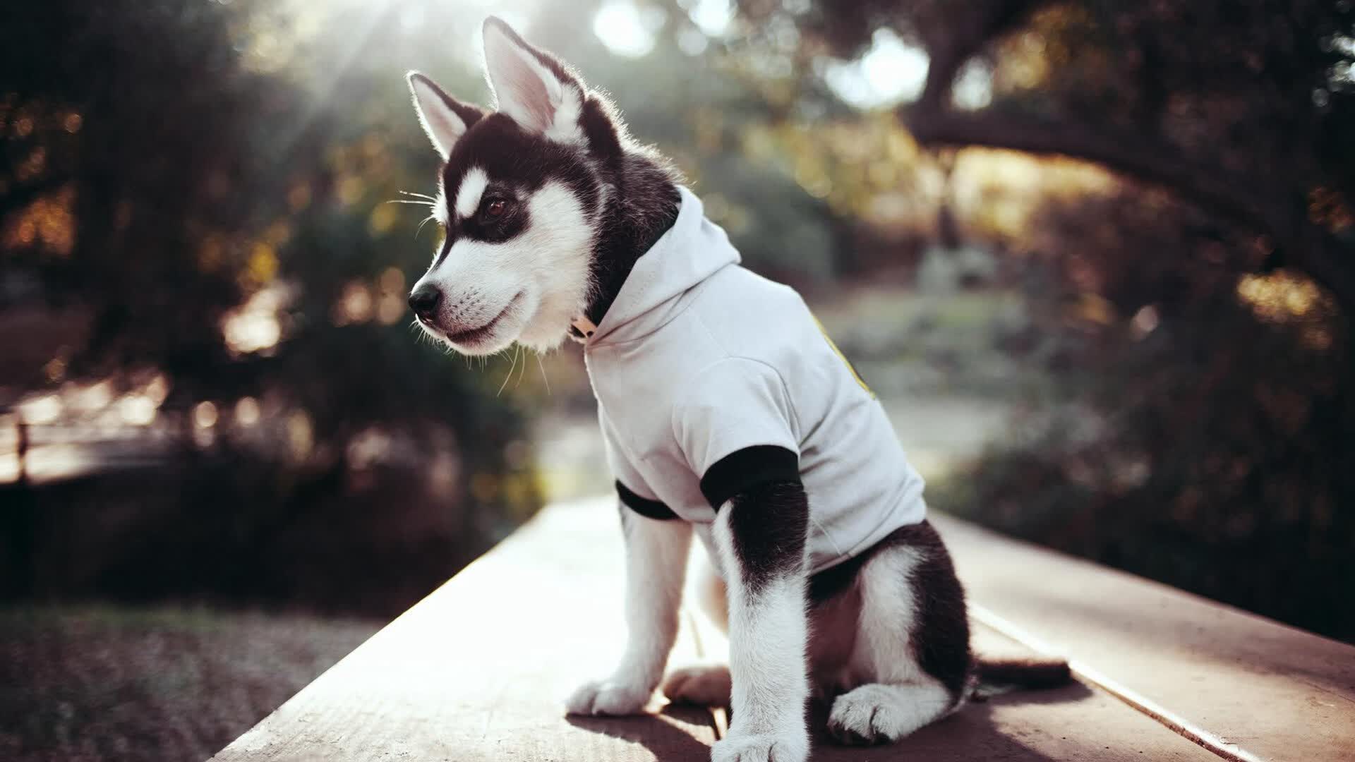 速度与高度，当F1方向盘与篮球同时刻下历史